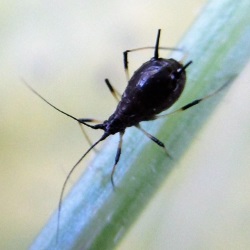Uroleucon pulicariae